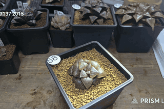 실생 선발묘
